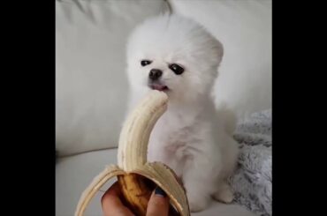 Cute baby animals Videos - funny animal 2020 - Soo Cute! #89