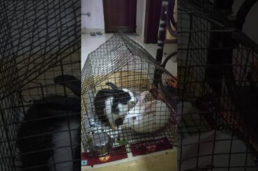 Cute Rabbit fighting over their food 😂