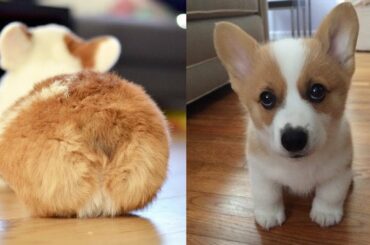 Cute baby animals Videos - funny animal 2020 - Soo Cute! #82