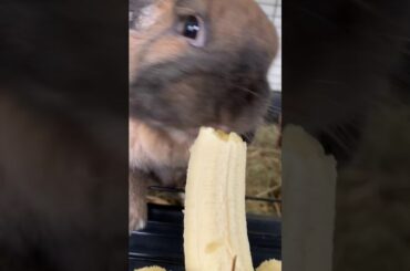 Cute Rabbit Eating a Banana ASMR part 1