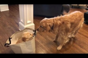 Cute baby animals Videos - funny animal 2020 - Soo Cute! #105