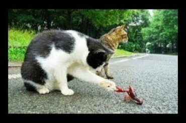 Cute baby animals Videos - funny animal 2020 - Soo Cute! #104