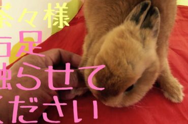 うさぎの茶々　右足をひたすら触ってみた　cute rabbit