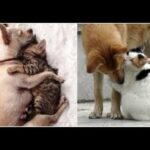 Cute baby animals Videos - funny animal 2020 - Soo Cute! #103
