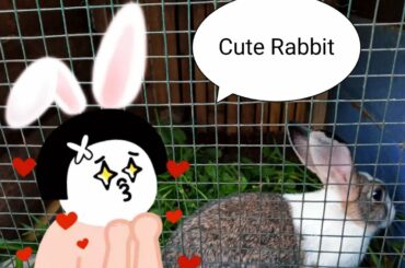 KASIH MAKAN KELINCI "CUTE RABBIT" | MENGENAI HEWAN TERNAK MAMALIA | MAIN KE PETERNAKAN KELINCI