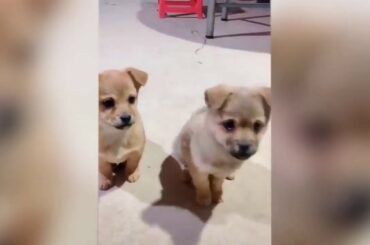 Cute baby animals Videos - funny animal 2020 - Soo Cute! #106