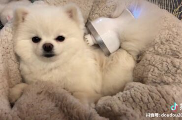 Cute baby animals Videos - funny animal 2020 - Soo Cute! #96