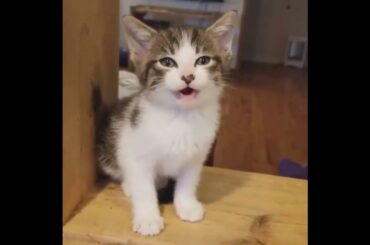 Cute baby animals Videos - funny animal 2020 - Soo Cute! #97