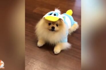 Cute baby animals Videos - funny animal 2020 - Soo Cute! #93