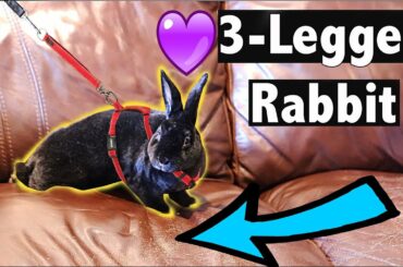 Meet the 3-Legged Rabbit Saving Lives  💜