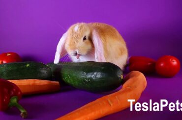 Rabbits Eating Vegetables Cute Animal Videos Pet Tales