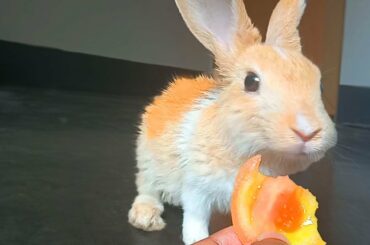 Rabbit baby eating tomatoes ASMR-PART2