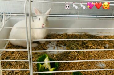 #Cute_#Adorable_#Bunny_#Rabbits_#Sale_#TheReef_#Gibraltar_#PetShop_#Store/#Зайцы_#Продажа_#Гибралтар