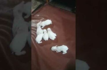 Cute Baby Rabbits
