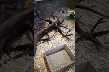 The cutest bunnies ever