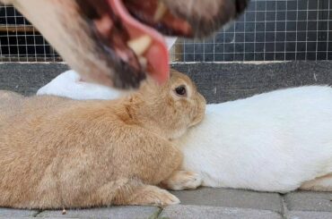 Beautiful rescued bunnies washing themselves and each other, a little blind dog disturbs them 😂