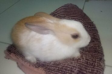 My pets .. My cute cute little rabbit