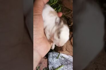 Babby Rabbit in their home.......
