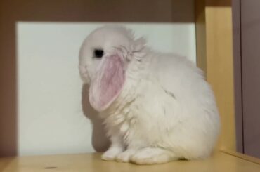 cute white baby bunny