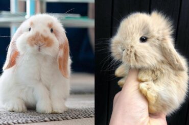 Baby Bunny - Cute and Funny Bunny Videos Compilation | Rabbit Videos #12 | Aww Animal Videos 2020