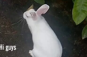Cute rabbit video 🐰 🐰🐰
