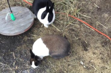 My bunnies are soooo cute