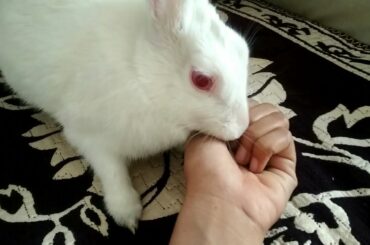 Masti dekho mere rabbit ki -ENTERTAINMENT - CUTE rabbit - My Chikoo