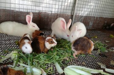 Rabbits - Rabbits Videos - Cute Rabbits - Rabbits  Eating - Rabbits Cute Videos