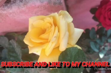 FUNNY BABY RABBITS AND RABBITS