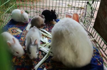 Rabbits - Rabbits Videos - Rabbits Eating - Cute Rabbits Videos