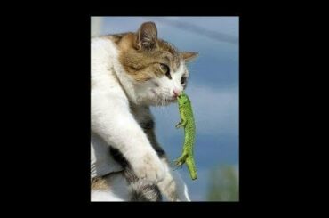 Cute baby animals Videos - funny animal 2020 - Soo Cute! #112