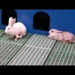 Cute Animals | Rabbits | Albino Rats | Ocean Park