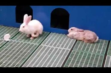 Cute Animals | Rabbits | Albino Rats | Ocean Park