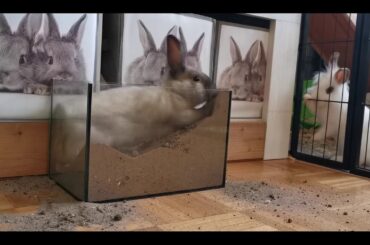 How Cute These Rabbits Are | Free HD Video - No Copyright