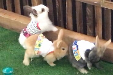 Rabbit with cute dress / muyal kutty