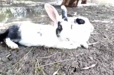 How cute rabbits are form Hassan