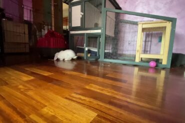 Fall asleep with cute bunnies ASMR 4K