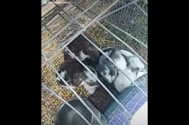 Cute baby bunnies eating~TikTok