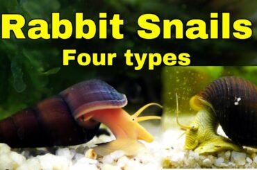 Rabbit Snails - My FOUR different types - coolest snails in the world