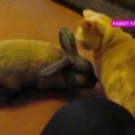Rabbit abuses cat !Rabbit Funny (Rabbit Farming)