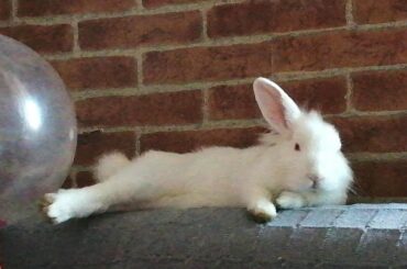 Conejito Después de un Ajetreado Día? Cute and Funny Bunny.