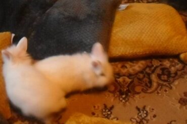 adorable 8 week old  baby lionhead rabbits