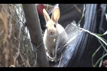 Hope For Paws rescuing a cute little bunny!!  Please share so we can find her a home.