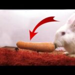 Rabbit eating crunchy carrot ASMR