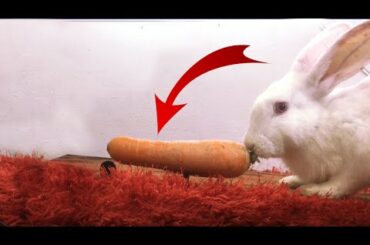 Rabbit eating crunchy carrot ASMR
