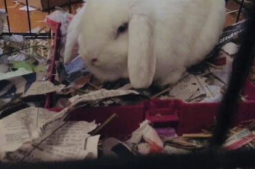 JKHC - Cute rabbit called Fluffy - 1/3/20 (Sunday)