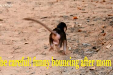 What's the fun & laughable chubby baby Thomas (Titan) bouncing after mom so fast like a rabbit.