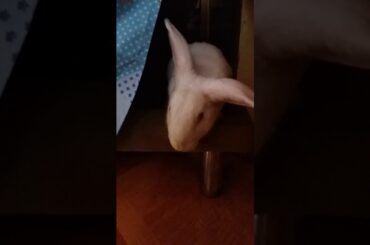 My new pet rabbit *cute right:)*