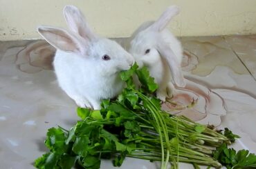 The Cutest Rabbits PomPom & PoyPoy Love Vegetables
