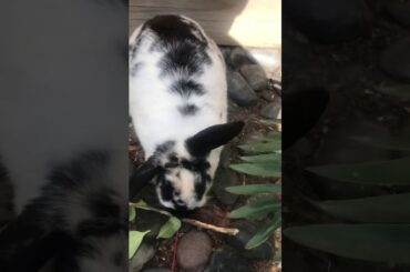 Cute rabbit am I right? Tell me in the comments